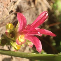 Curcuma zedoaria (Christm.) Roscoe